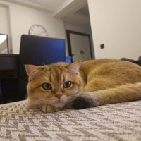 British Shorthair, Kedi Tombi fotoğrafı