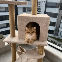 British Shorthair, Kedi Tombi fotoğrafı
