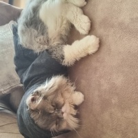 İran Kedisi (Persian), Kedi Einstein fotoğrafı