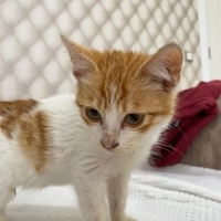 Sarman, Kedi Yok fotoğrafı