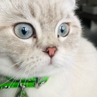Scottish Fold, Kedi Luna fotoğrafı