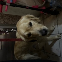 Golden Retriever, Köpek Paşa fotoğrafı