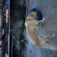 Golden Retriever, Köpek Paşa fotoğrafı