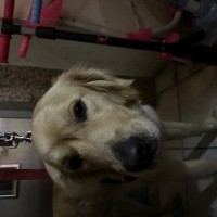 Golden Retriever, Köpek Paşa fotoğrafı