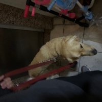 Golden Retriever, Köpek Paşa fotoğrafı