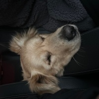 Golden Retriever, Köpek Paşa fotoğrafı