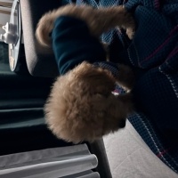 Poodle(Standart Kaniş), Köpek Podi fotoğrafı