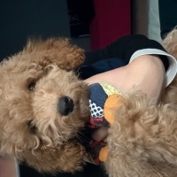 Poodle(Standart Kaniş), Köpek Podi fotoğrafı