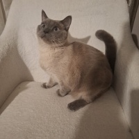 Brazilian Shorthair, Kedi Çikocan fotoğrafı