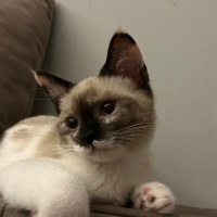 Ragdoll, Kedi Bella fotoğrafı