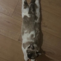 Ragdoll, Kedi Bella fotoğrafı