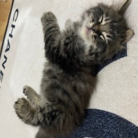 Tekir Kedi, Kedi Tekir fotoğrafı