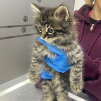 Tekir Kedi, Kedi Tekir fotoğrafı