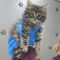 Tekir Kedi, Kedi Tekir fotoğrafı