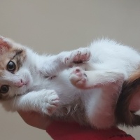 Tekir Kedi, Kedi Küçük kedi fotoğrafı