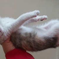 Tekir Kedi, Kedi Küçük kedi fotoğrafı