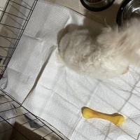 Bichon Frise, Köpek Çiko fotoğrafı