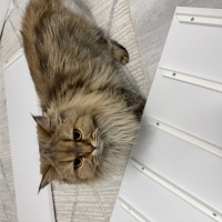 British Longhair, Kedi Lila fotoğrafı