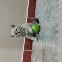 British Shorthair, Kedi Duman fotoğrafı