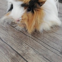 Guinea Pig, Kemirgen Ponçik fotoğrafı