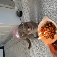 British Shorthair, Kedi Liya fotoğrafı