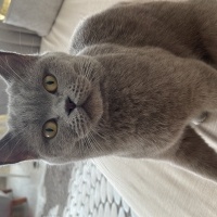 British Shorthair, Kedi Liya fotoğrafı