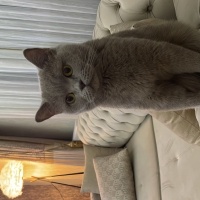 British Shorthair, Kedi Liya fotoğrafı