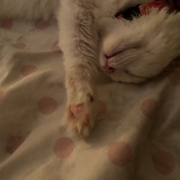 Tekir Kedi, Kedi Muffin fotoğrafı