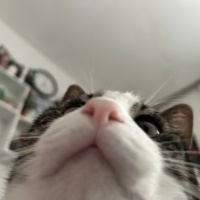 Tekir Kedi, Kedi Balım fotoğrafı