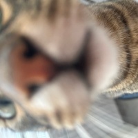 Tekir Kedi, Kedi Gölge fotoğrafı