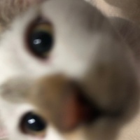 Tekir Kedi, Kedi Eylül fotoğrafı