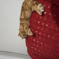 British Shorthair, Kedi Tirmit fotoğrafı