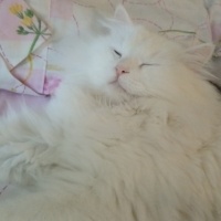 Ankara Kedisi, Kedi Legolas fotoğrafı