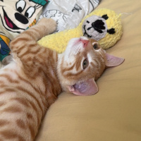 Sarman, Kedi Çiko fotoğrafı