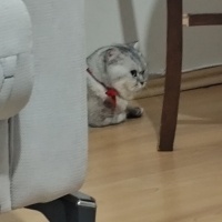 British Shorthair, Kedi Duman fotoğrafı