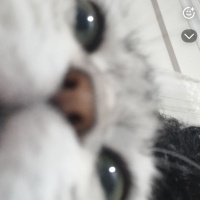 British Shorthair, Kedi Duman fotoğrafı