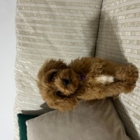 Poodle (Minyatür Kaniş), Köpek AŞILARI TAM EĞİTİMLİ,3 AYLIK ERKEK PODDLE fotoğrafı