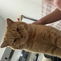 British Shorthair, Kedi Balım fotoğrafı