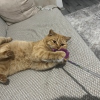 British Shorthair, Kedi Balım fotoğrafı