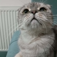 Scottish Fold, Kedi Memati fotoğrafı