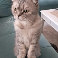 Scottish Fold, Kedi Memati fotoğrafı
