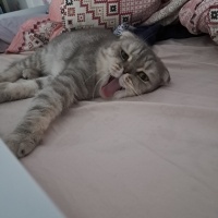 Scottish Fold, Kedi Memati fotoğrafı