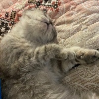 Scottish Fold, Kedi Memati fotoğrafı