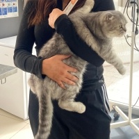 Scottish Fold, Kedi Memati fotoğrafı