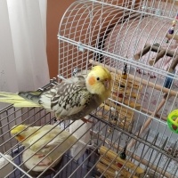 Dilekbalikci kullanıcısının #243327 peti