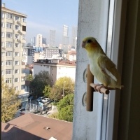 Dilekbalikci kullanıcısının #243330 peti