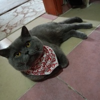 British Shorthair, Kedi Duman fotoğrafı