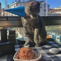 Tekir Kedi, Kedi Patron fotoğrafı