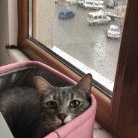 Tekir Kedi, Kedi Patron fotoğrafı