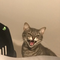 Tekir Kedi, Kedi Patron fotoğrafı